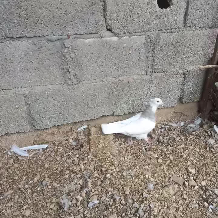 ماده زیتونی|پرنده|لامرد, |دیوار