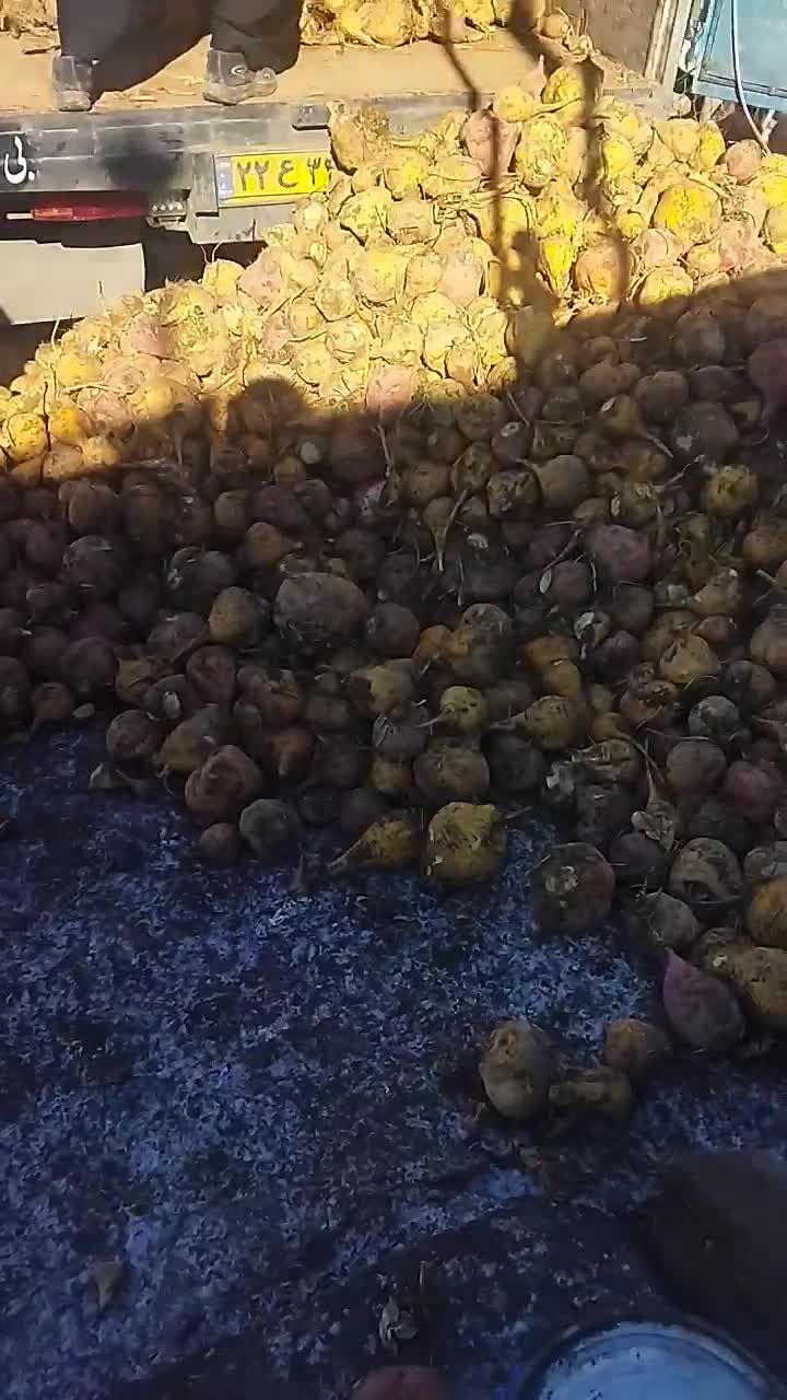 چغندر دامی|لوازم جانبی حیوانات|کبودرآهنگ, |دیوار