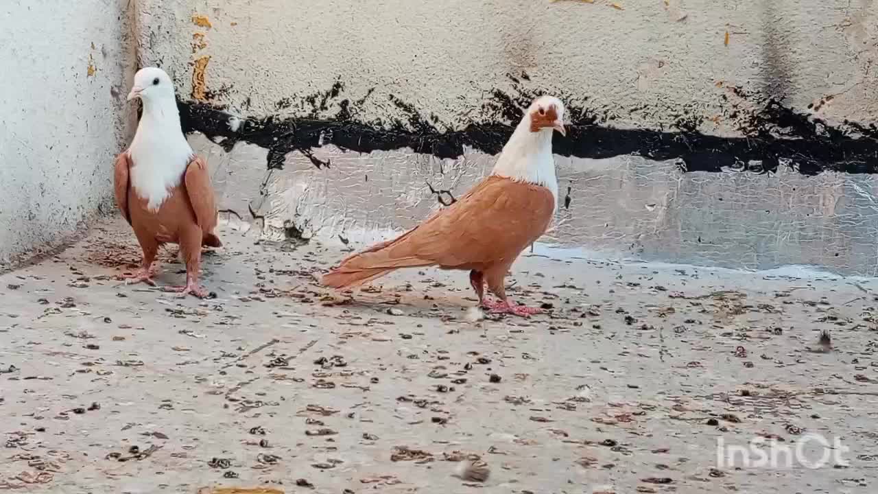 دو عدد ماده مخمل زرد عتیقه بدون عیب|پرنده|شیراز, ارم|دیوار