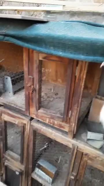 دم سفید|پرنده|رامند, |دیوار