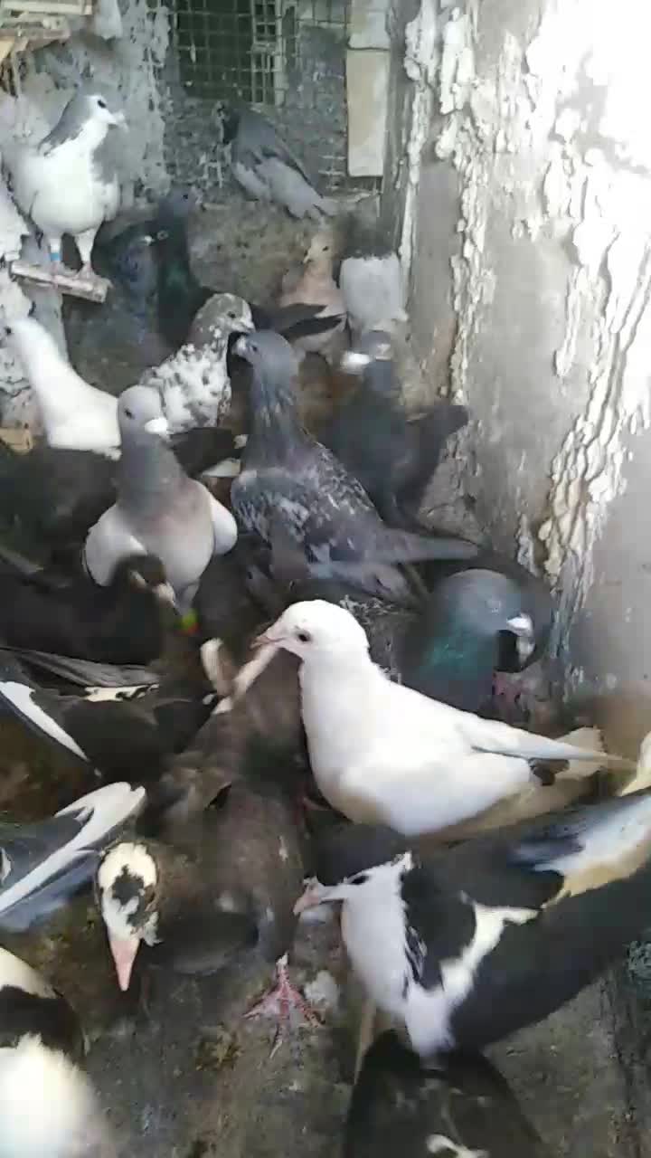 کفتر شهرستانی|پرنده|مشهد, چهارچشمه|دیوار