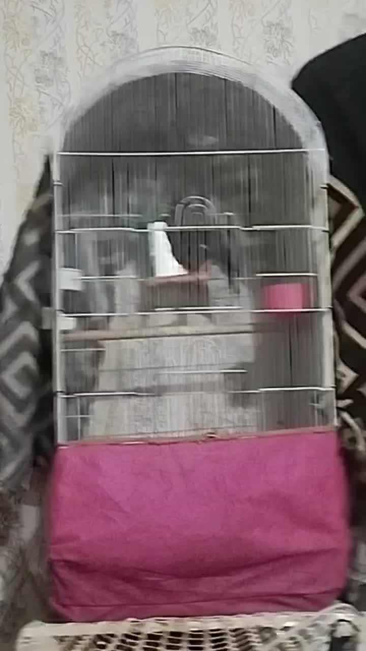 مرغ مینا سخنگو|پرنده|مشهد, کوی دروی|دیوار