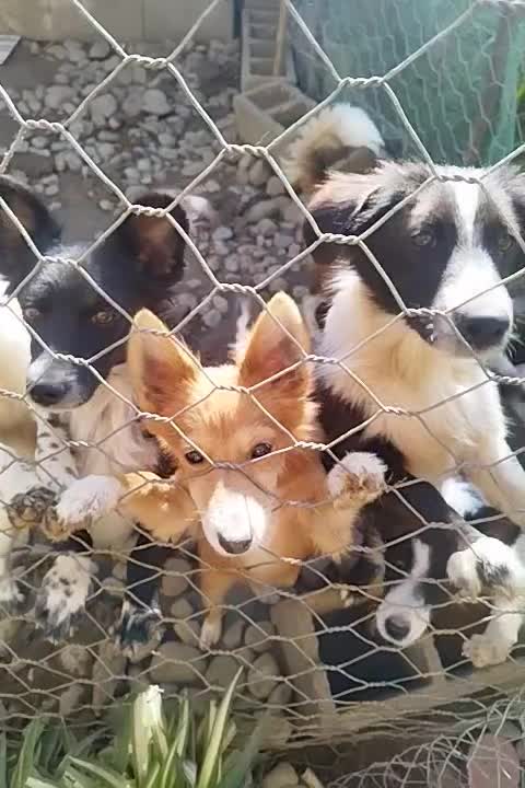 پاکوتاه اشپیزاسترالیایی|سگ|رشت, نظری|دیوار