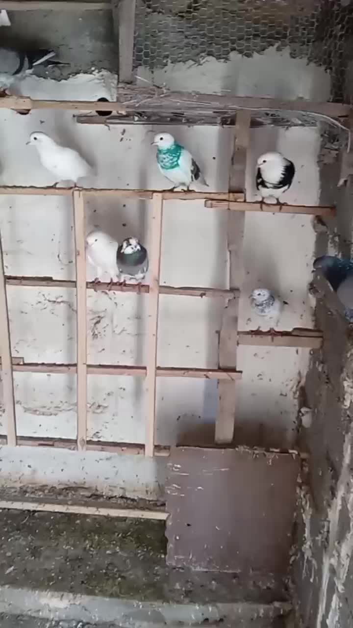 کبوتر تکپریکجایی|پرنده|گمیشان, |دیوار