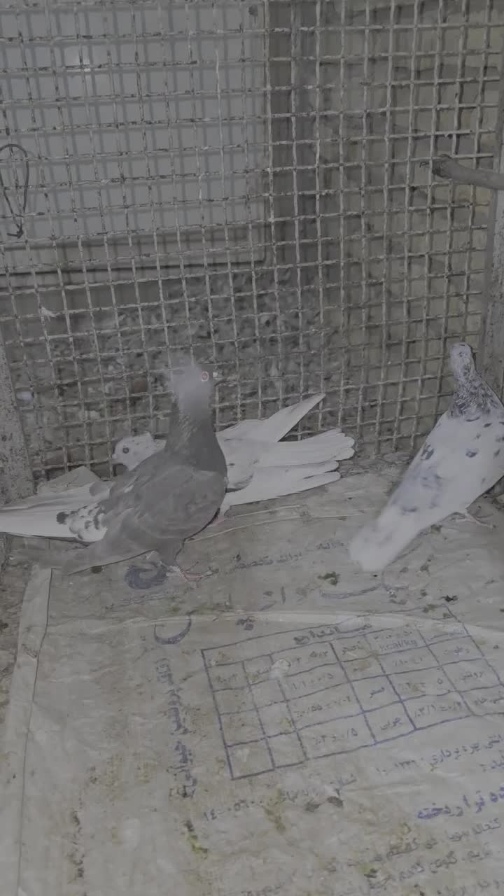 سه تا ماده دم سفید بندی جوون|پرنده|صدرا-فارس, فاز ۱|دیوار