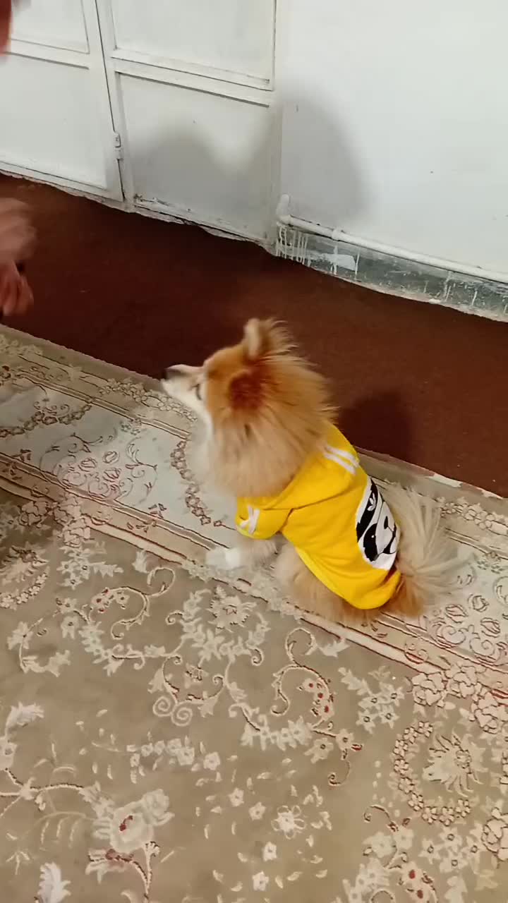 پامر معاوضه با موتور و لب تاپ تو ضیحات|سگ|پاکدشت, حصار امیر|دیوار