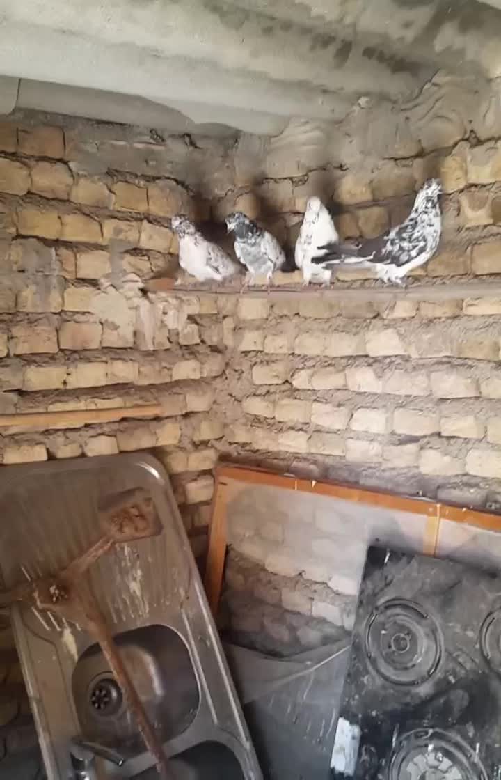 کفتر. پرنده|پرنده|قرچک, زیبا شهر|دیوار