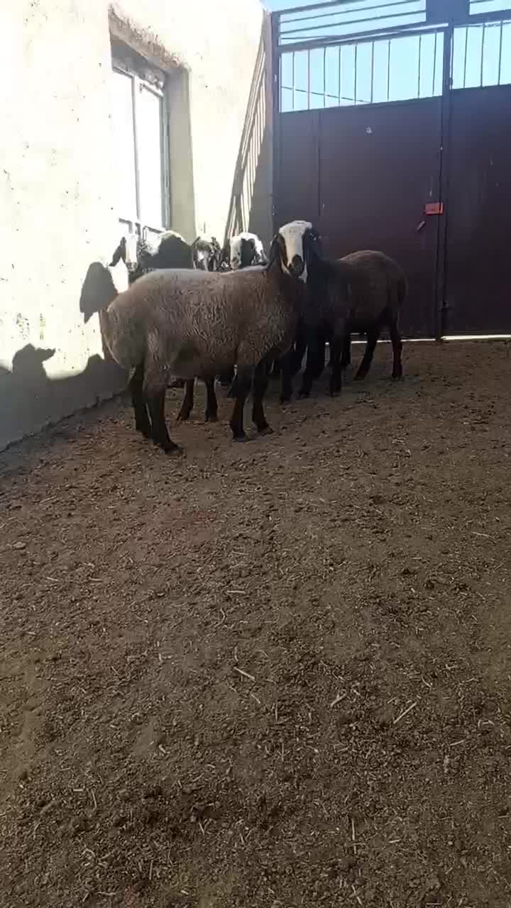 بره قوچهای شال|حیوانات مزرعه|شراء, |دیوار