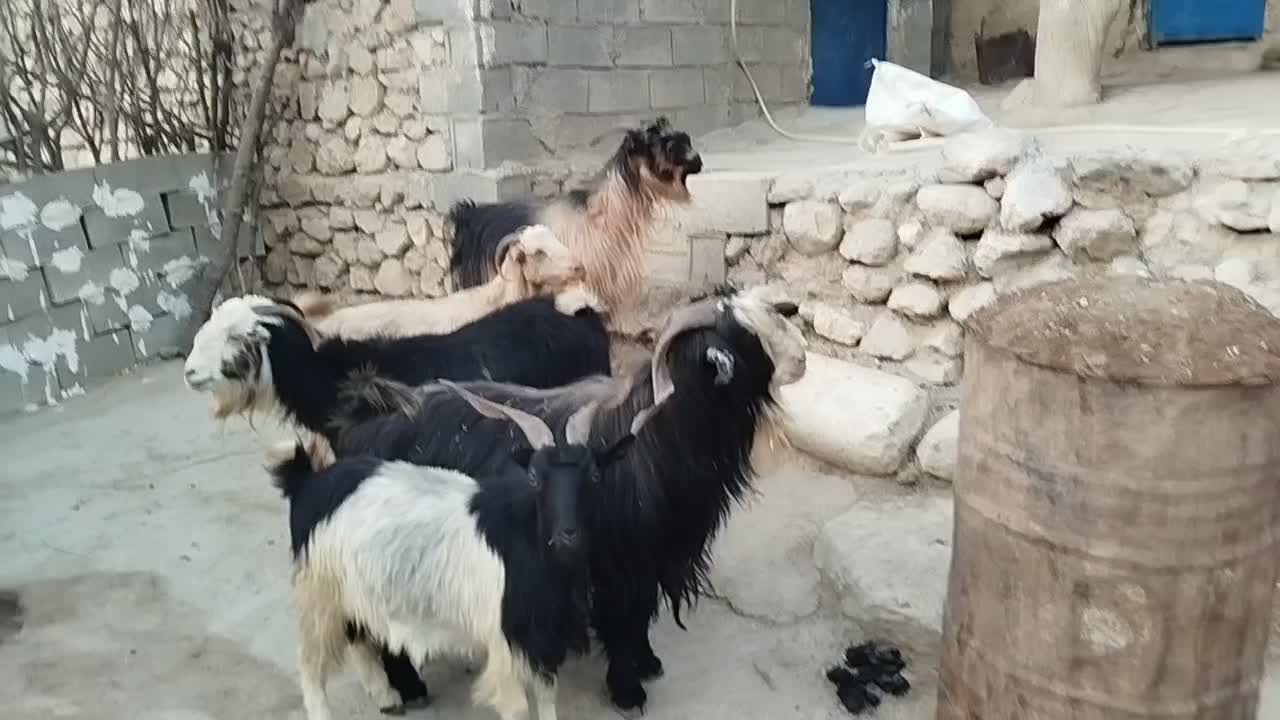 چهار راس بز با پازن بختیاری|حیوانات مزرعه|دهدشت, |دیوار