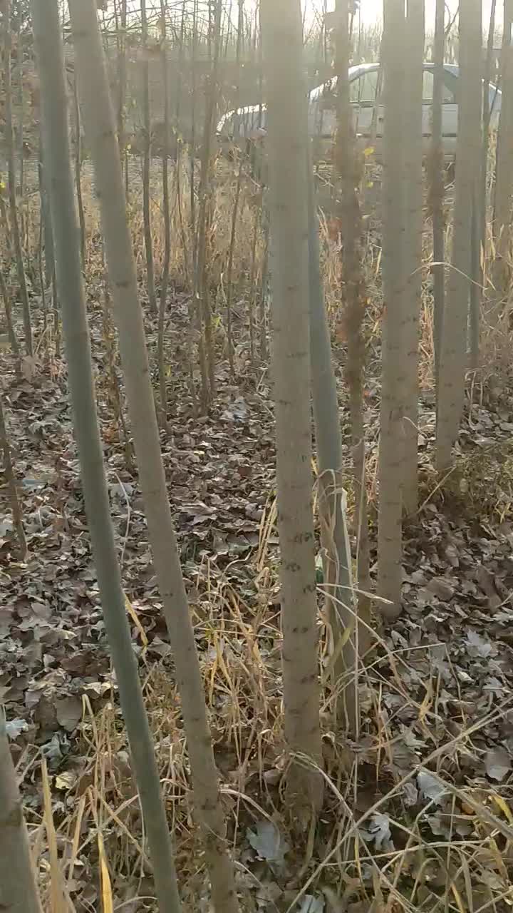 نهال صنوبر و کبوده|خدمات باغبانی و درختکاری|باروق, |دیوار