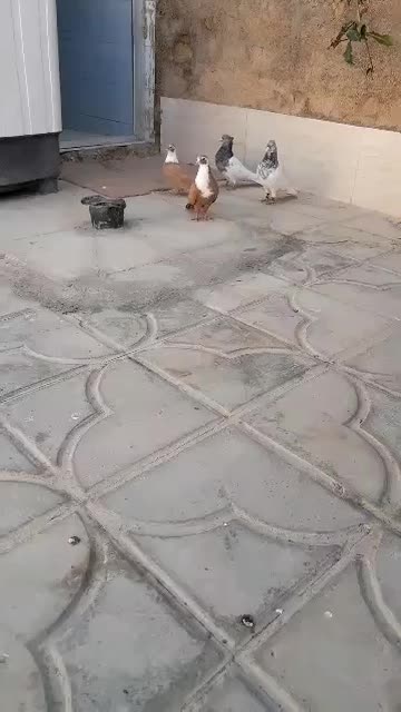 کبوتر دو جفت کله و مخمل|پرنده|شیراز, قلعه نو|دیوار