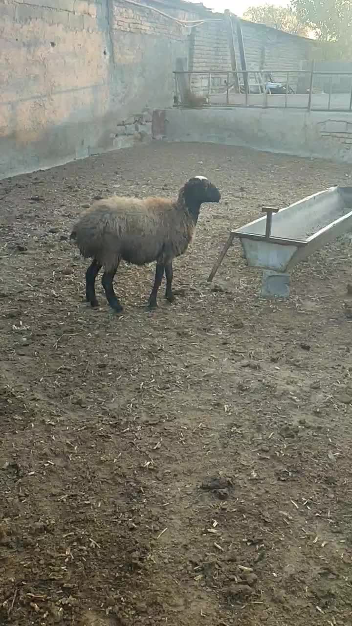 6برماده درجه یک|حیوانات مزرعه|هشتگرد, تهران دشت|دیوار
