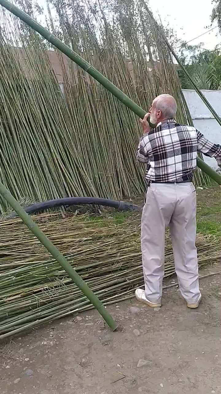 لوله خیزران کلی و جزیی|خدمات باغبانی و درختکاری|رشت, حومه رشت|دیوار