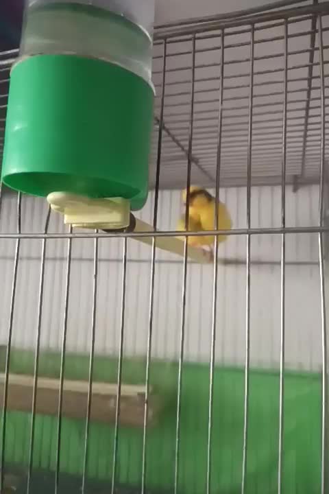 تعدادی قناری نروماده با کیفیت|پرنده|تبریز, |دیوار