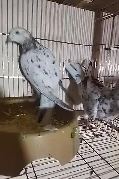 کفتر سار|پرنده|زبرخان, |دیوار