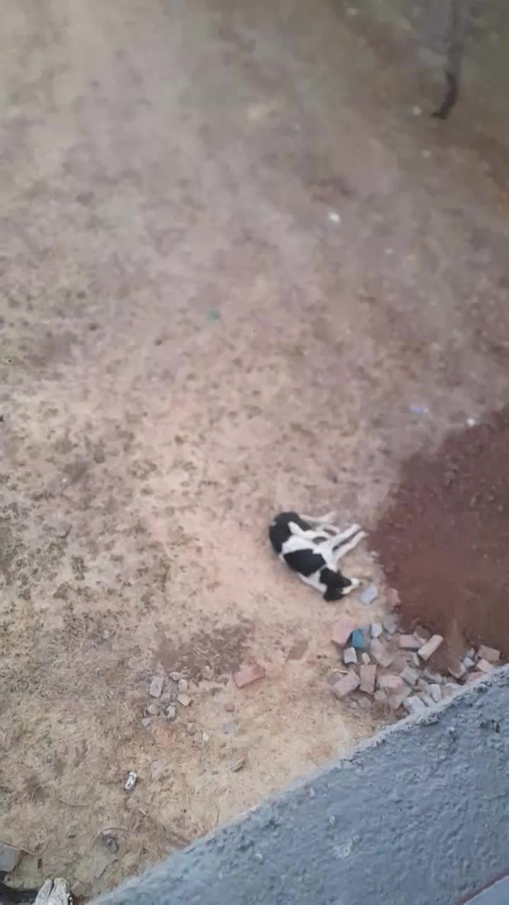 سگ نگهبان|سگ|سنقر, |دیوار