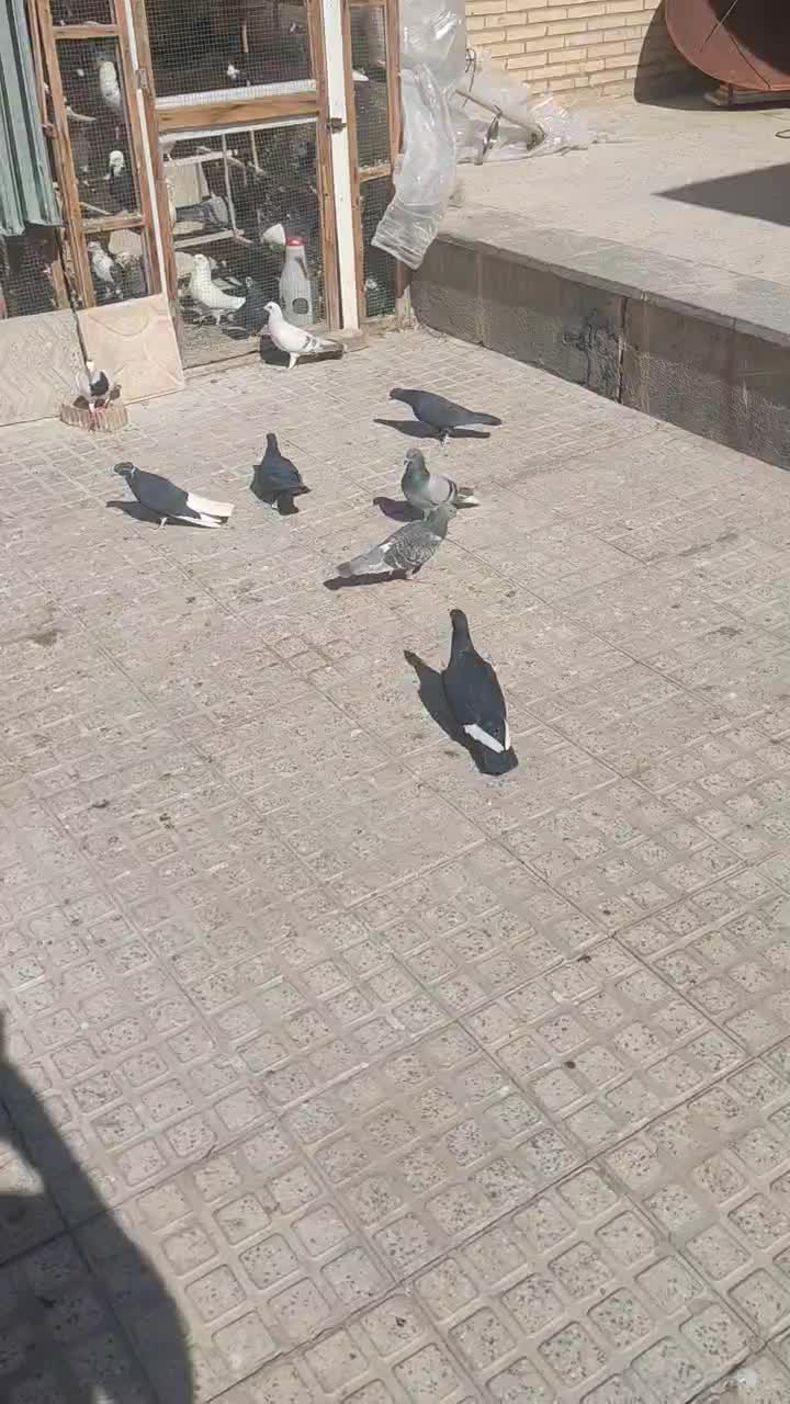 کبوتر|پرنده|آباده, |دیوار