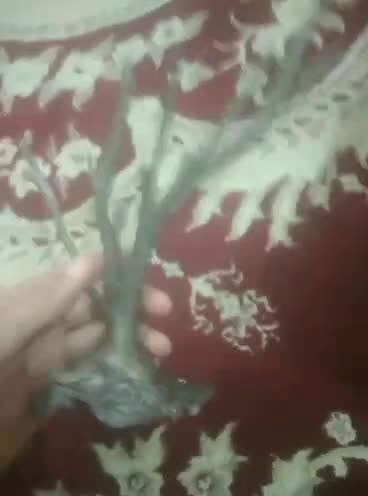 یسر قدیمی حجازی|کلکسیون اشیاء عتیقه|اهواز, پردیس|دیوار