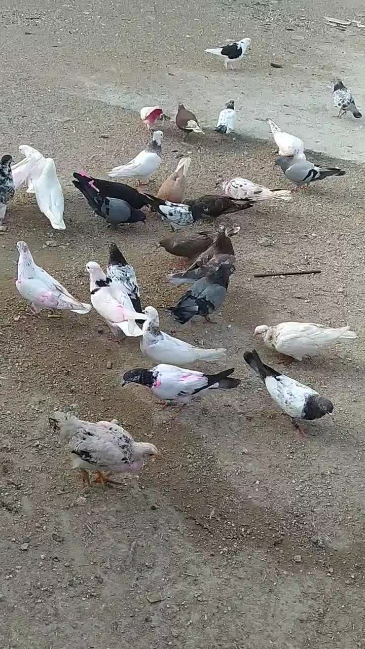 کبوتر رمکان|پرنده|قشم, |دیوار