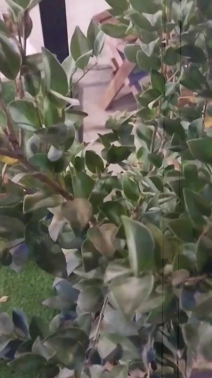 ارکستر و دیجی آقا و خانم|خدمات پذیرایی، مراسم|بجنورد, |دیوار