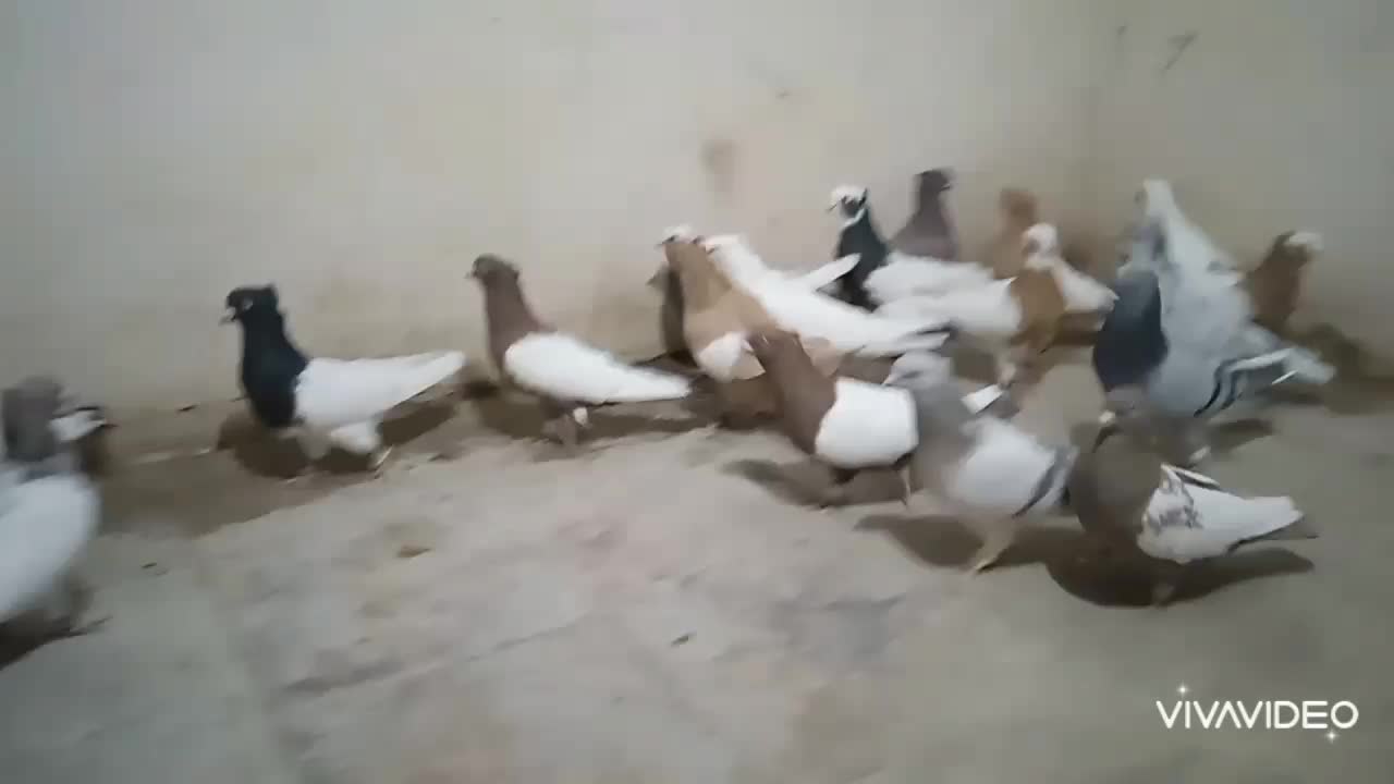 دسته رنگی هوایی|پرنده|شیراز, شهرک گلستان|دیوار