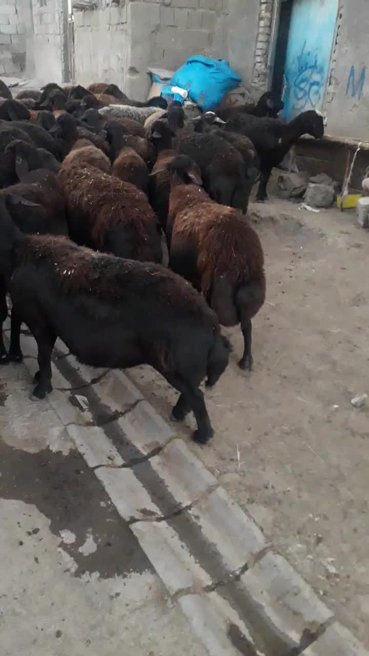 مقداری گوسفند ابسن با ۵تا بره|حیوانات مزرعه|سراب, |دیوار