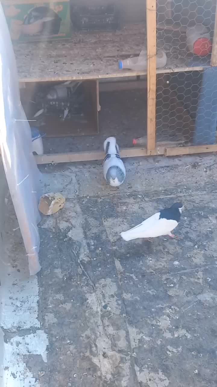 بدرنگ نر|پرنده|اقبالیه, |دیوار