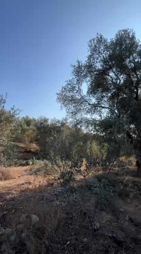 باغ|فروش زمین و ملک کلنگی|لوشان, |دیوار