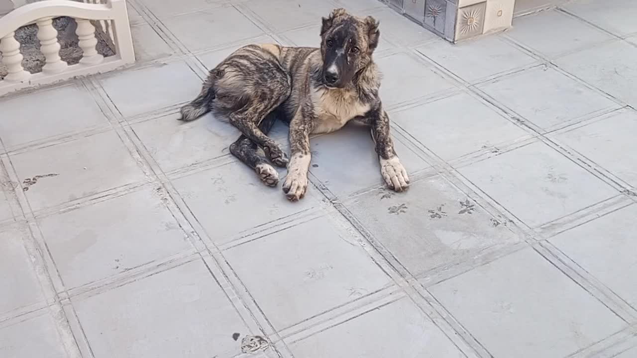 توله رخ فروشی|سگ|کاشمر, |دیوار