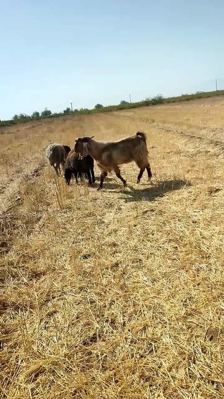 فروش بز نر نژاد دوقلو سه قلو زا|حیوانات مزرعه|قزوین, |دیوار