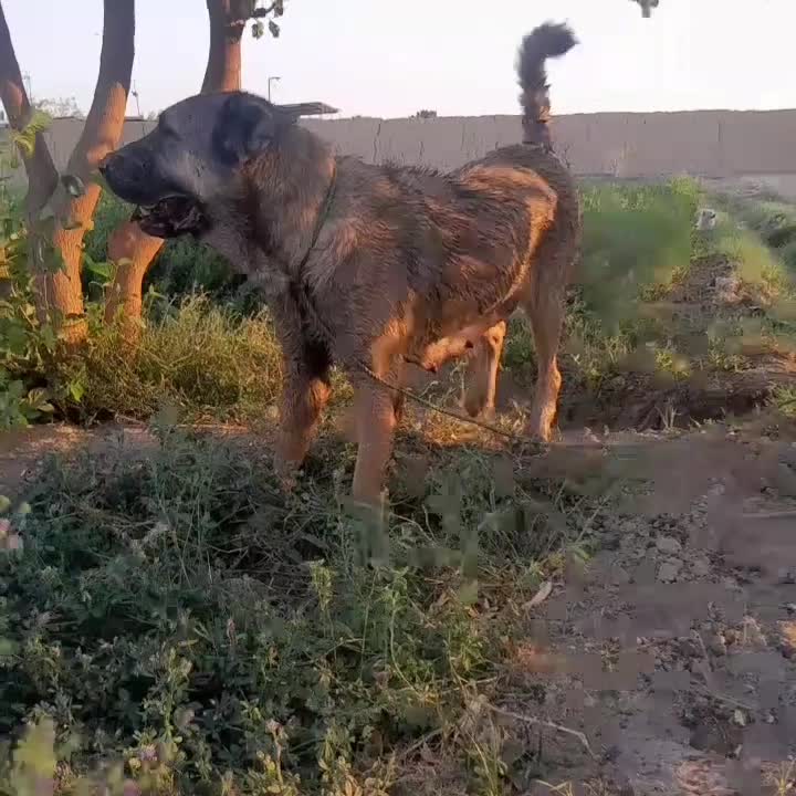 ماده|سگ|تبریز, |دیوار