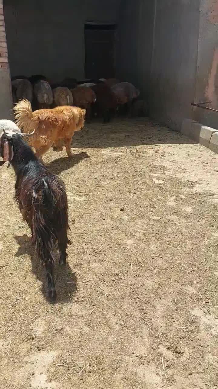 سگ گله|سگ|سبزوار, میدان بار|دیوار