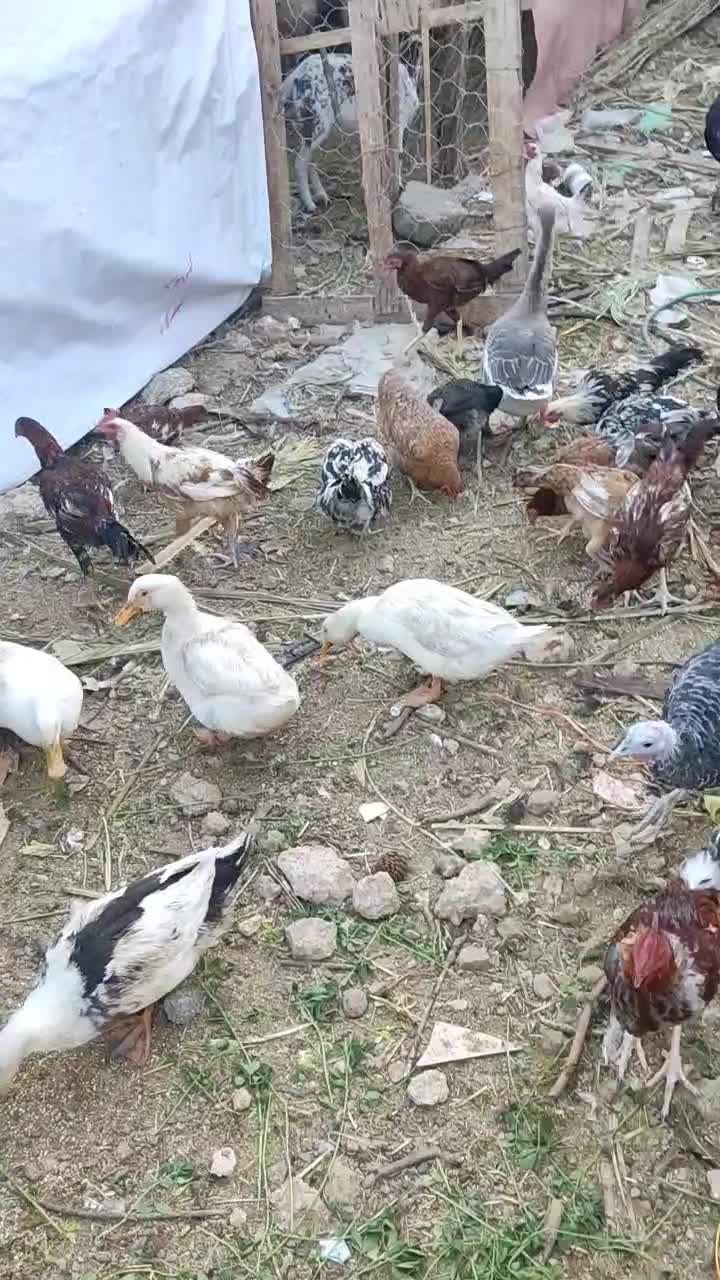 سلطان مرغ محلی بلوچستان|حیوانات مزرعه|خاش, |دیوار