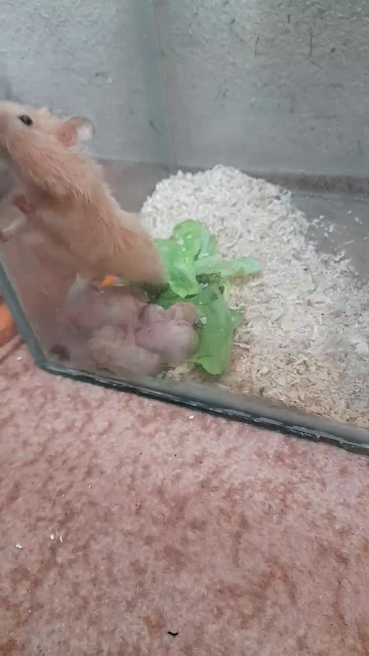 همستر|موش و خرگوش|سنندج, |دیوار