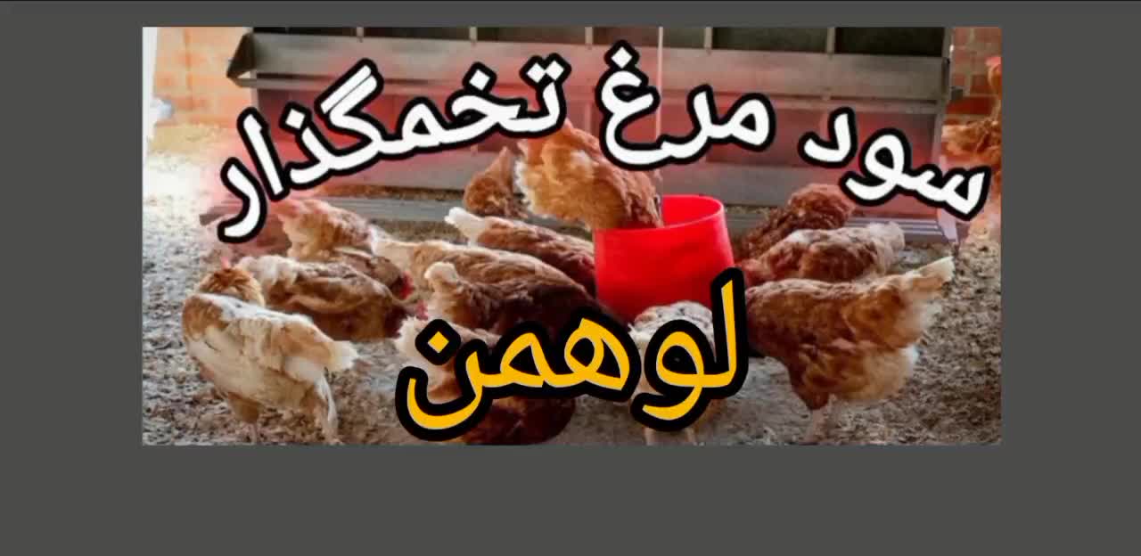 جوجه مرغ لوهمن ۱هفته ای تخم‌گذار،گلپایگانی،مرندی|حیوانات مزرعه|پاکدشت, پاکدشت (مامازند)|دیوار