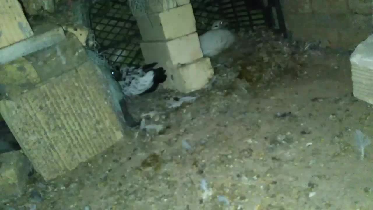 کبوتر|پرنده|مشهد, کوثر|دیوار