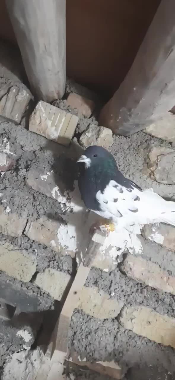 یال سیاه یقه بسته هوایی تنگ|پرنده|شیراز, بازار|دیوار