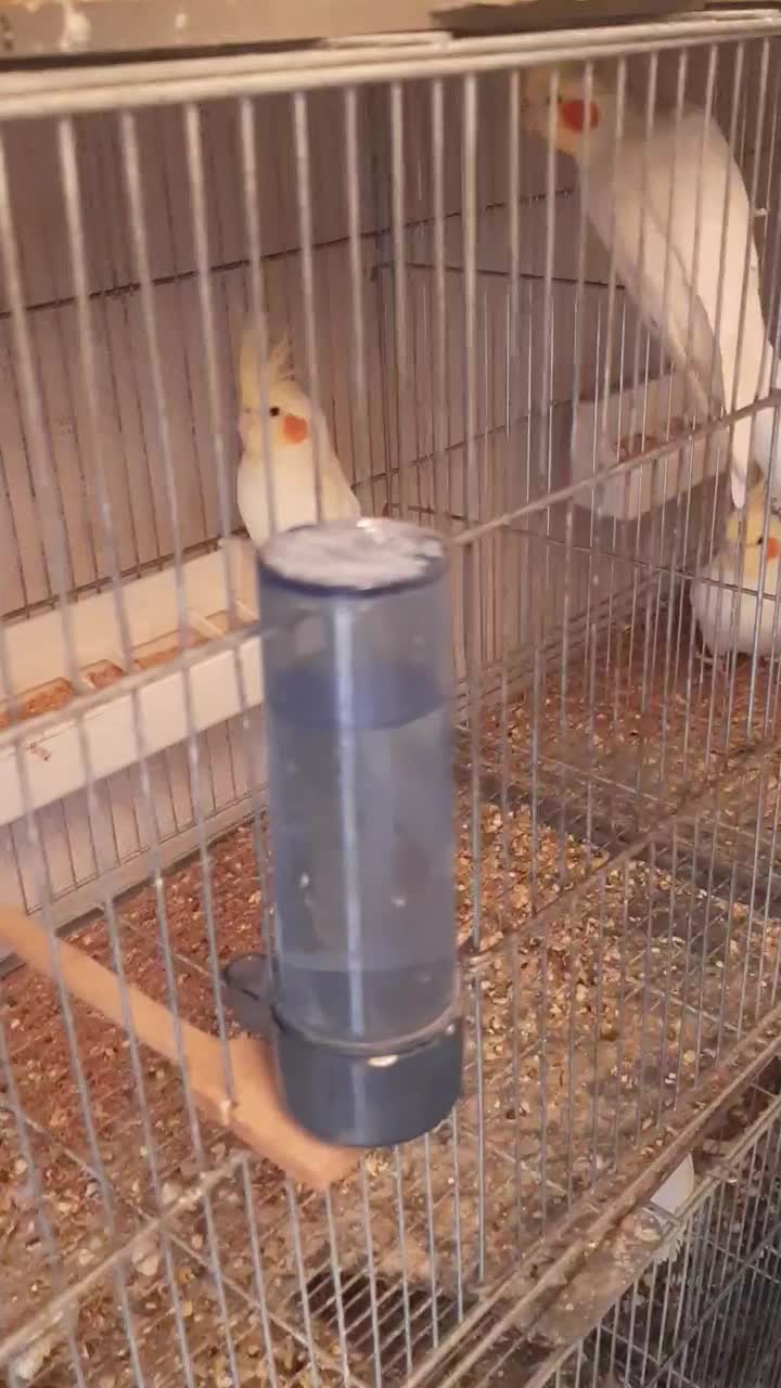 پرنده|پرنده|محمدیه-قزوین, |دیوار