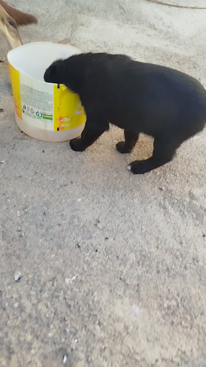 واگذاری توله رایگان به همراه مادر پاکوتاه خوشگل|سگ|شیروان (خراسان), |دیوار