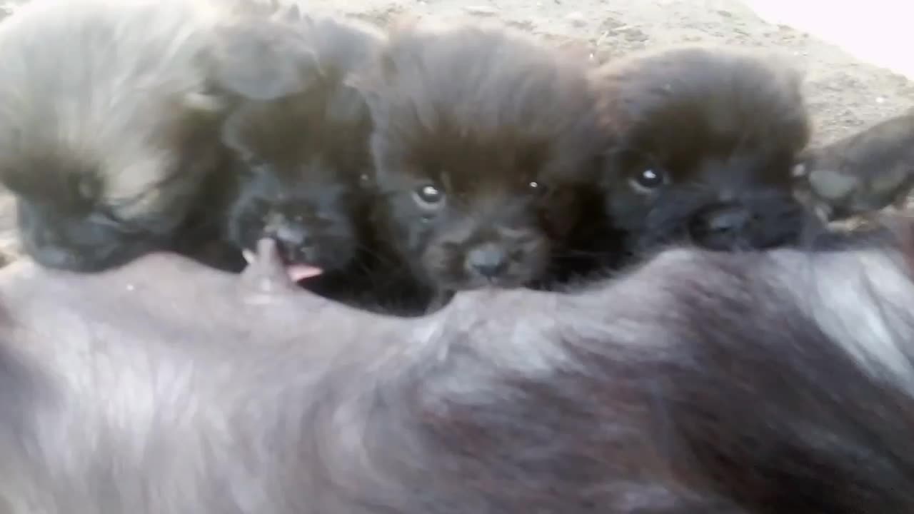 فروش 4سگ پاکوتاه|سگ|فریدون‌کنار, |دیوار