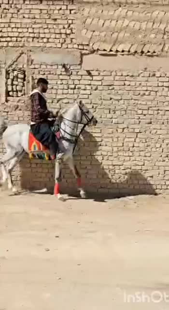 اسب|اسب و تجهیزات اسب‌سواری|حبیب آباد, |دیوار
