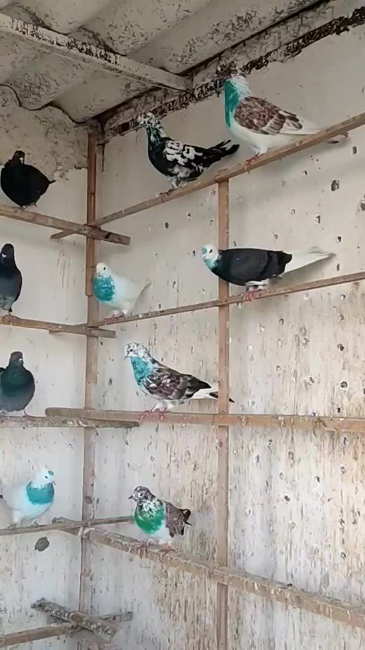 فروش کبوتر پرشی|پرنده|هادی شهر, |دیوار