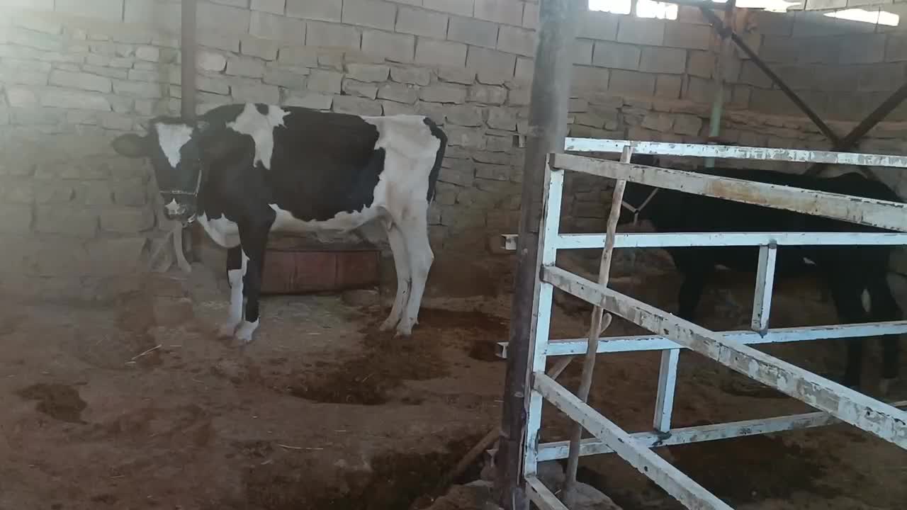 گاو|حیوانات مزرعه|مسجد سلیمان, |دیوار