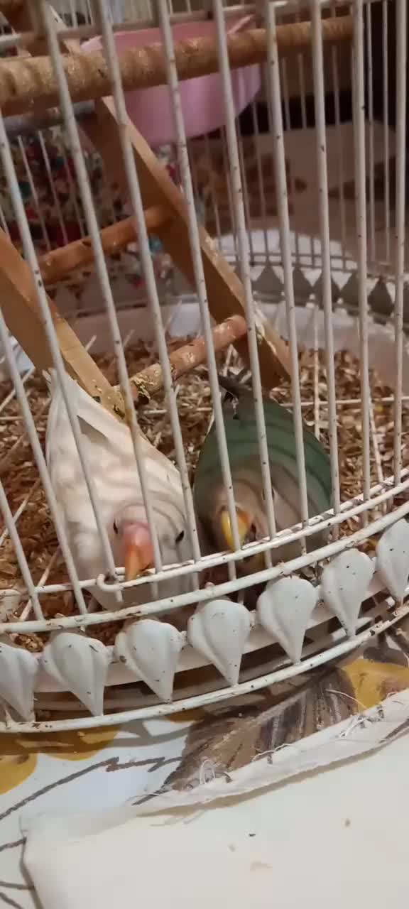 طوطی برزیلی|پرنده|سورک, |دیوار