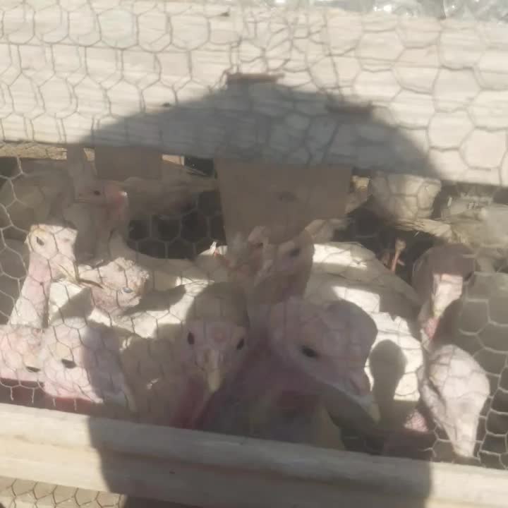 بیوتی۶ حراج|حیوانات مزرعه|گمیشان, |دیوار