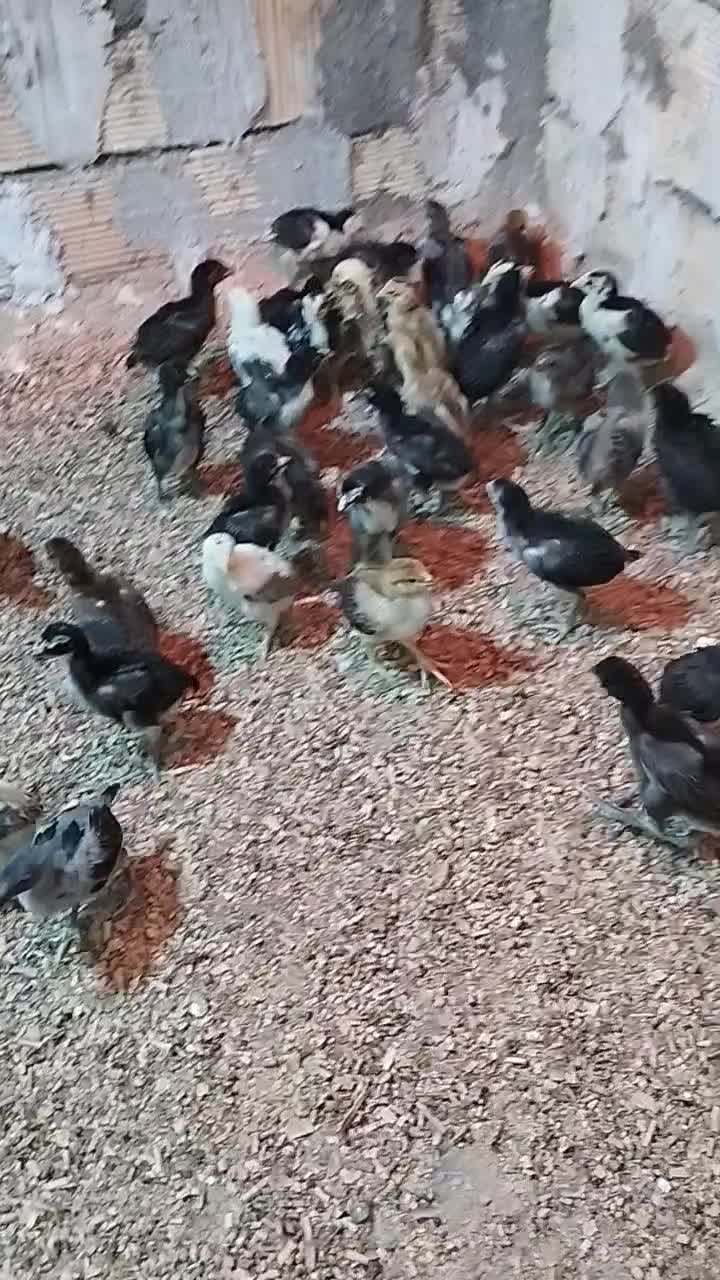 جوجه لاری(اوشامو افغان)|حیوانات مزرعه|طرقبه, |دیوار