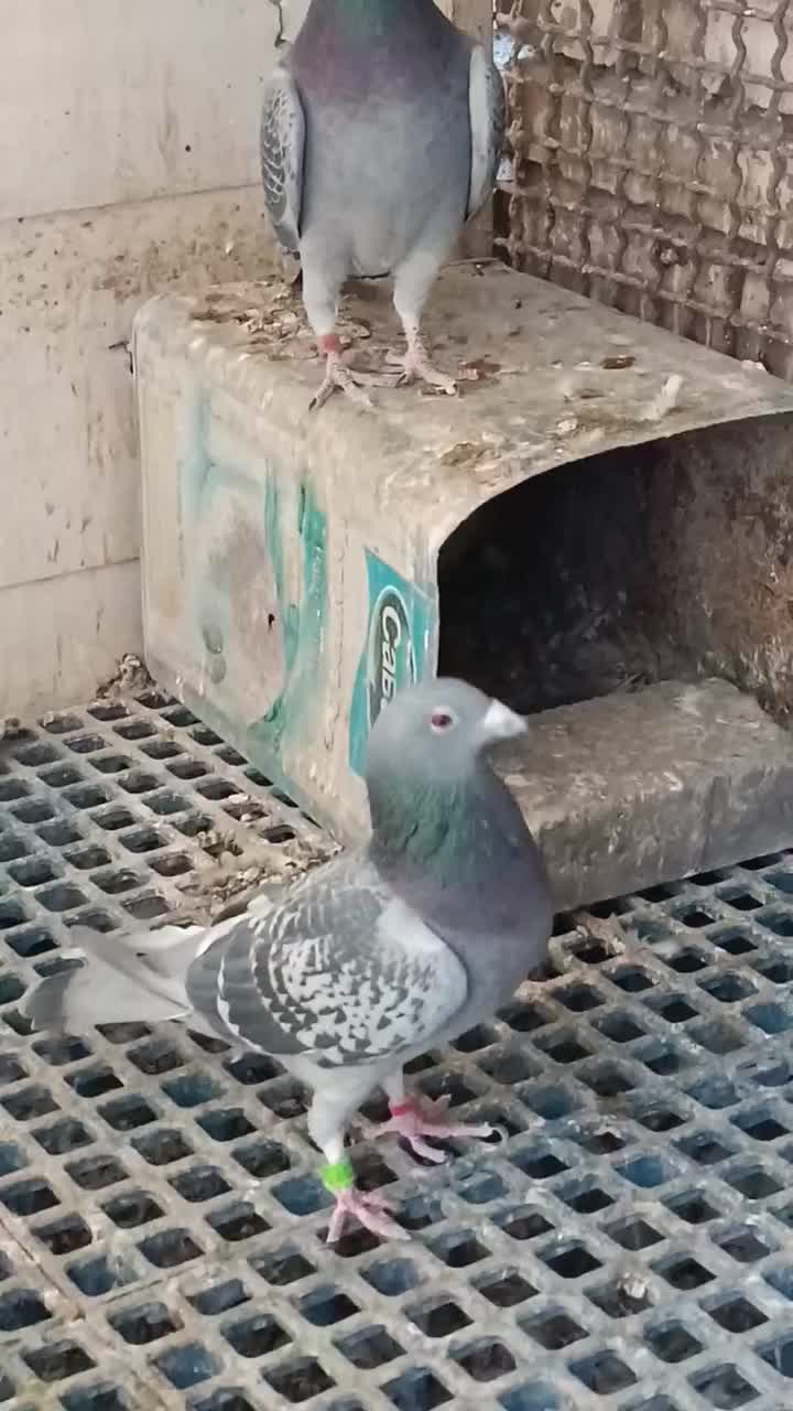 کبوتر|پرنده|شاندیز, |دیوار