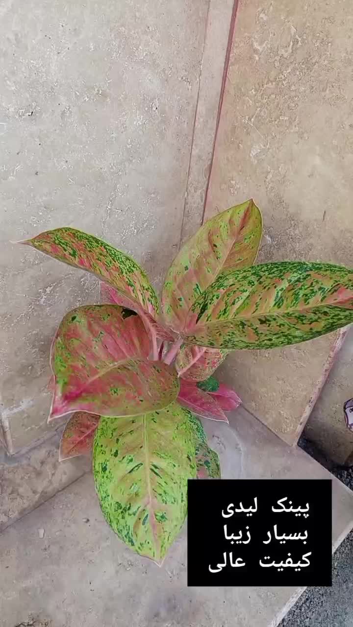 گیاه آپارتمانی زیبا|گل و گیاه طبیعی|رشت, پل تالشان|دیوار