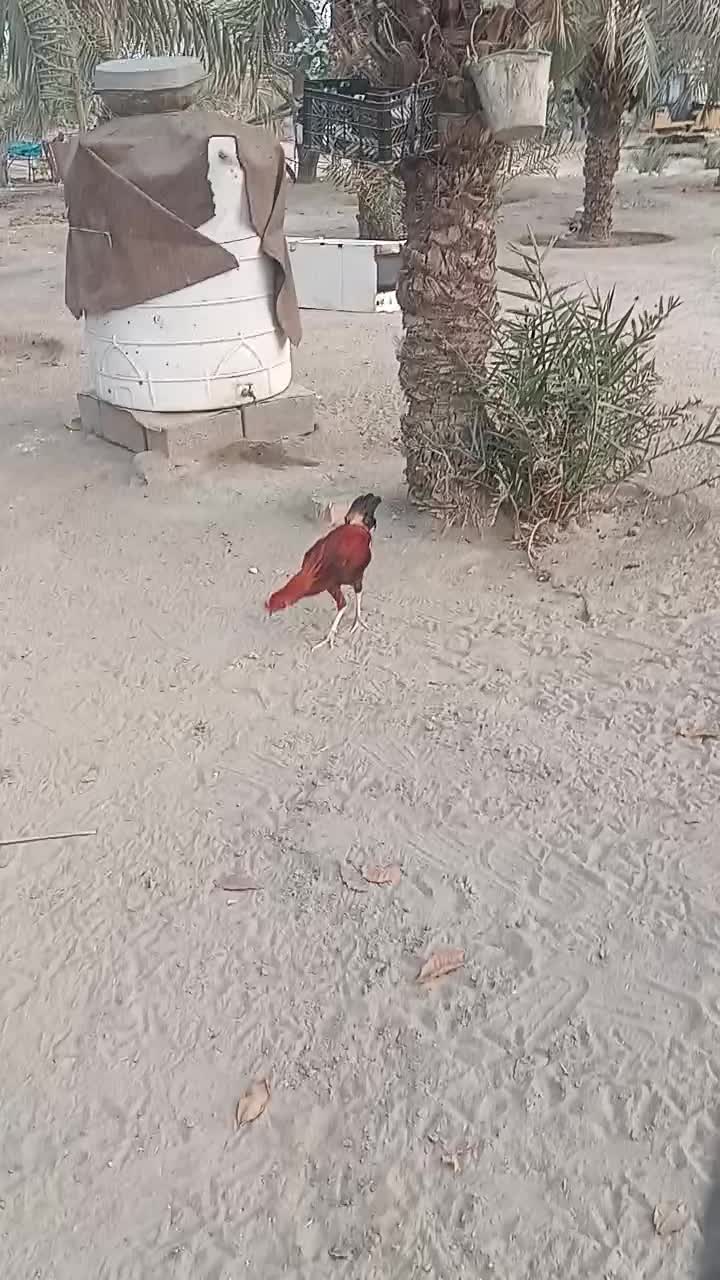 خروس|حیوانات مزرعه|تخت, |دیوار