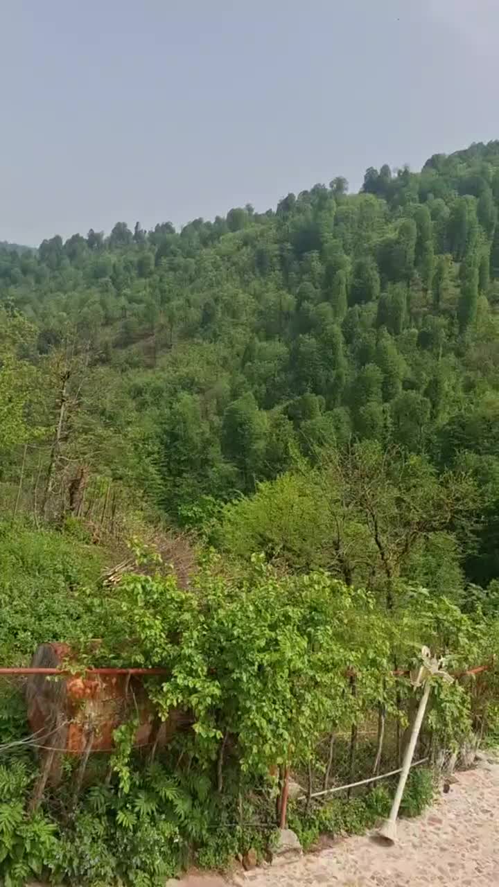 اجاره ویلا استخردار دل جنگل با ویوو ابدی (کد۲۶)|اجارهٔ کوتاه‌مدت ویلا و باغ|رشت, منظریه|دیوار